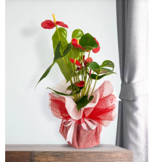 Kırmızı Antoryum Saksı Çiçeği
